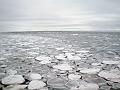 pancakes cementing to form young grey ice